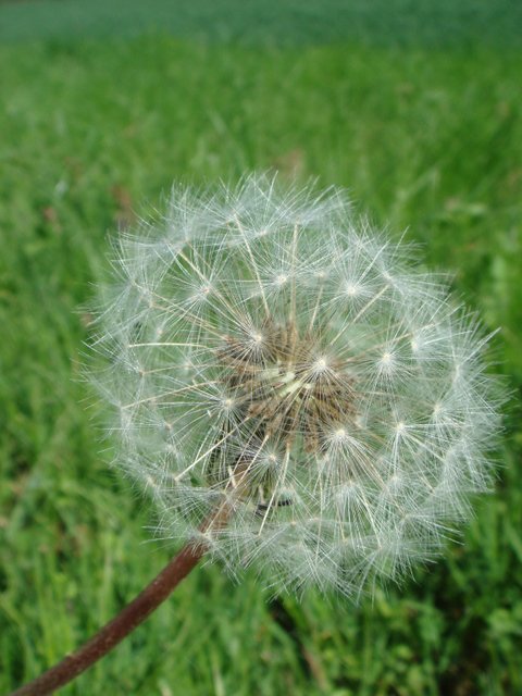 Taraxacum officinale fruits